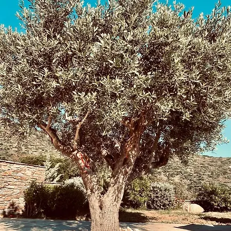 بيت للعطل Elia Privileged Andros ανδροσ كيبري